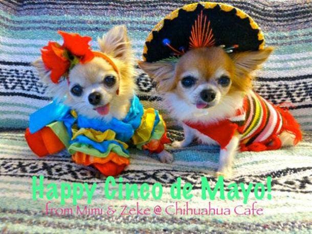 25 Cinco De Mayo Costumes And Outfit Ideas To Wear On May 5th
